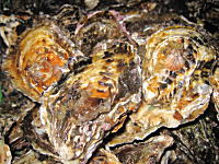 �L�����y�@�k�t�����y�@���h�ł�