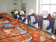 紅ずわい蟹の加工場では作業に追われている