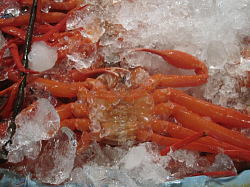 【鳥取県・境港】紅ずわい蟹の水揚げ日本一！紅ずわい蟹のメスは禁漁です。