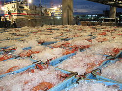 【鳥取県・境港】紅ずわい蟹　一隻の船から水揚げされた紅ずわい蟹