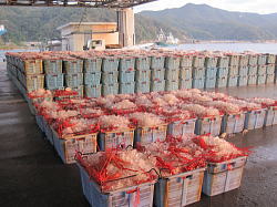 【鳥取県・境港】紅ずわい蟹の水揚げ量日本一！この中から特選と呼べるのは極僅か！
