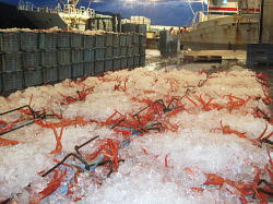 【鳥取県・境港】紅ずわい蟹の本場！水揚げされたばかりの紅ずわい蟹。もうすぐセリが始まります。